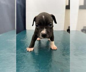 Staffordshire Bull Terrier Dogs for adoption in Mobile, AL, USA