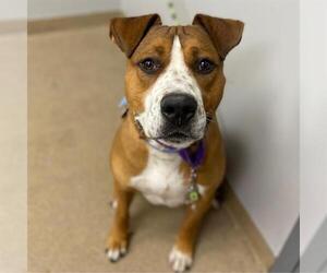 American Staffordshire Terrier-Unknown Mix Dogs for adoption in Aurora, CO, USA