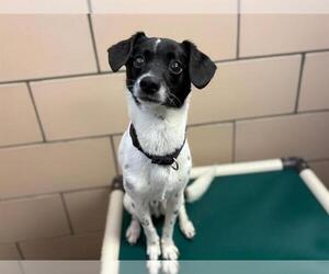Mutt Dogs for adoption in Fort Wayne, IN, USA