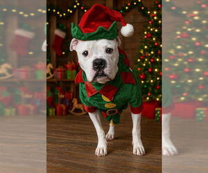 Mutt Dogs for adoption in Plano, TX, USA