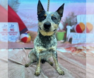Mutt Dogs for adoption in Long Beach, CA, USA