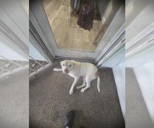 American Staffordshire Terrier-Unknown Mix Dogs for adoption in San Antonio, TX, USA