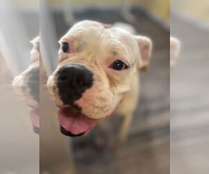 Boxer Dogs for adoption in Dumont, NJ, USA