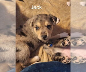 Mutt Dogs for adoption in Aurora, IN, USA