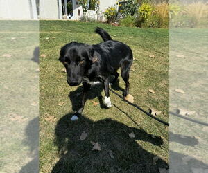 Border Collie-Huskies  Mix Dogs for adoption in Pierceton , IN, USA