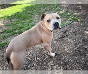 American Pit Bull Terrier-Unknown Mix Dogs for adoption in Plano, TX, USA