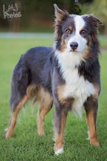 Australian Shepherd Dogs for adoption in Pryor, OK, USA