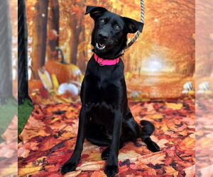 Labrador Retriever Dogs for adoption in Long Beach, CA, USA