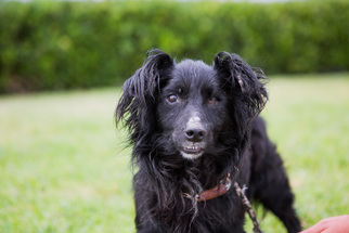 Papshund Dogs for adoption in El Cajon, CA, USA