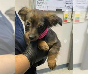 Chihuahua-Unknown Mix Dogs for adoption in Visalia, CA, USA