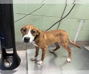 American Foxhound-Unknown Mix Dogs for adoption in Grand Prairie, TX, USA