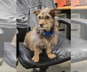 Mutt Dogs for adoption in Social Circle, GA, USA