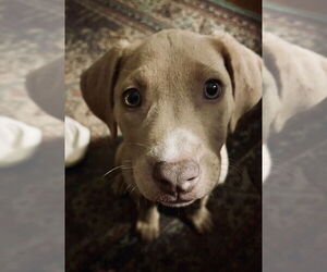 Labrador Retriever-Unknown Mix Dogs for adoption in Boston, MA, USA