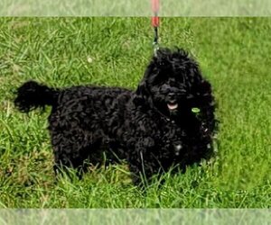 Poodle (Miniature)-Unknown Mix Dogs for adoption in Lexington Park, MD, USA