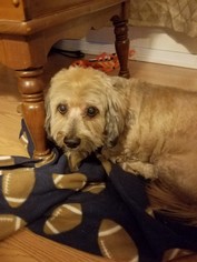 Dachshund-Unknown Mix Dogs for adoption in Golden Valley, AZ, USA
