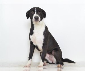 American Pit Bull Terrier-Labrador Retriever Mix Dogs for adoption in Oroville, CA, USA