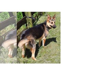 German Shepherd Dog Dogs for adoption in Stockport, OH, USA