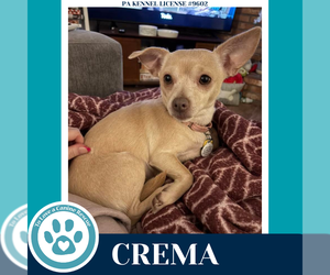 Chihuahua Dogs for adoption in Kimberton, PA, USA