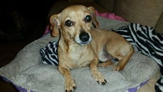 Medium Photo #1 Chiweenie Puppy For Sale in Midland, TX, USA