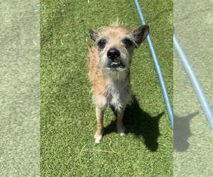 Mutt Dogs for adoption in Tempe , AZ, USA