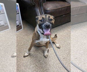 Black Mouth Cur-German Shepherd Dog Mix Dogs for adoption in Maryville, TN, USA