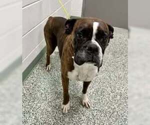 Boxer-Unknown Mix Dogs for adoption in Salisbury, NC, USA