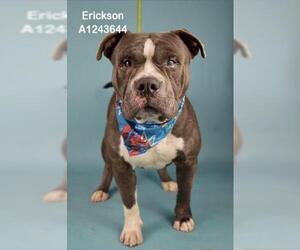 Mutt Dogs for adoption in Bakersfield, CA, USA