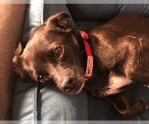 Chiweenie Dogs for adoption in Sacramento , CA, USA