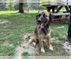 Australian Shepherd-German Shepherd Dog Mix Dogs for adoption in Dallas, TX, USA