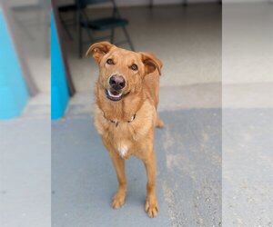 Australian Retriever Dogs for adoption in Maple Grove, MN, USA