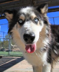 Australian Shepherd-Siberian Husky Mix Dogs for adoption in Alamogordo, NM, USA