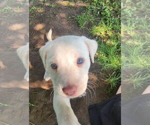 Labrador Retriever-Unknown Mix Dogs for adoption in New London, WI, USA