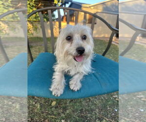 Poocan Dogs for adoption in Phoenix, AZ, USA