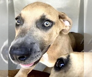 Mutt Dogs for adoption in Houston, TX, USA
