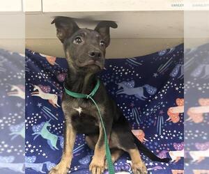 German Shepherd Dog Dogs for adoption in HESPERIA, CA, USA