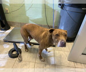 American Staffordshire Terrier-Unknown Mix Dogs for adoption in Grand Prairie, TX, USA
