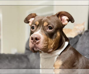 American Bulldog-Unknown Mix Dogs for adoption in Chandler, AZ, USA