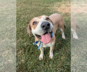 Mutt Dogs for adoption in Shelburne, VT, USA