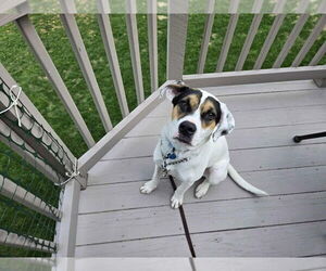 Mutt Dogs for adoption in Springdale, PA, USA