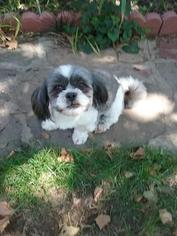 Shih Tzu Dogs for adoption in Doylestown, PA, USA