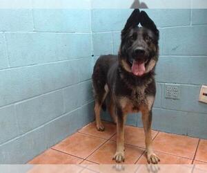 German Shepherd Dog Dogs for adoption in Downey, CA, USA