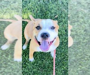 American Pit Bull Terrier-Unknown Mix Dogs for adoption in Sacramento, CA, USA