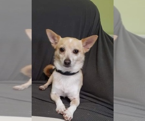 Rat-Cha Dogs for adoption in Marrero, LA, USA