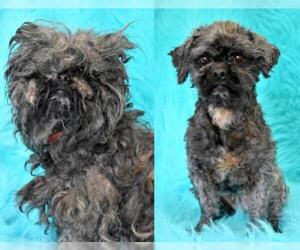 Shih Tzu Dogs for adoption in Eureka, CA, USA