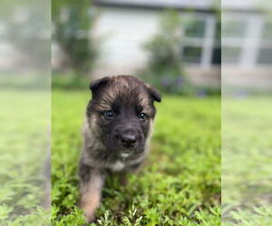 German Shepherd Dog-Huskies Mix Dogs for adoption in OKLAHOMA CITY, OK, USA