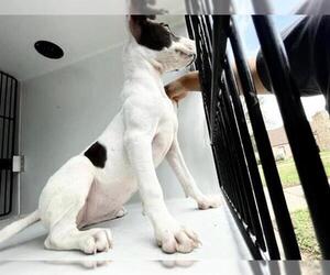American Pit Bull Terrier-Unknown Mix Dogs for adoption in Houston, TX, USA