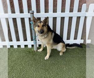 German Shepherd Dog Dogs for adoption in Modesto, CA, USA