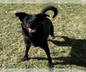 Labrador Retriever-Unknown Mix Dogs for adoption in Texas City, TX, USA