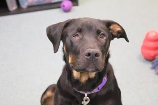 Labrottie Dogs for adoption in Newton, KS, USA
