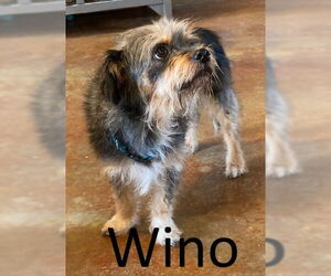 Mutt Dogs for adoption in Mountain View, AR, USA